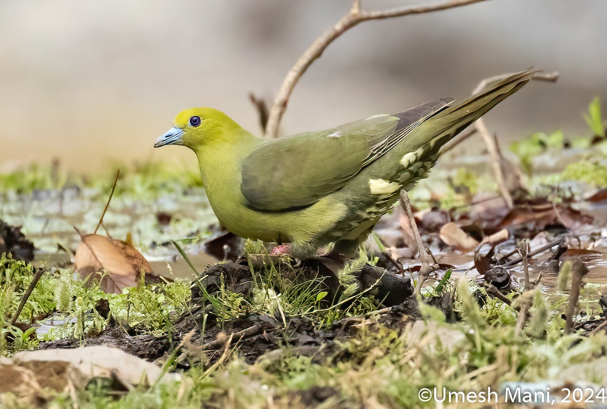 Wedge-tailed Green-Pigeon - ML620110555