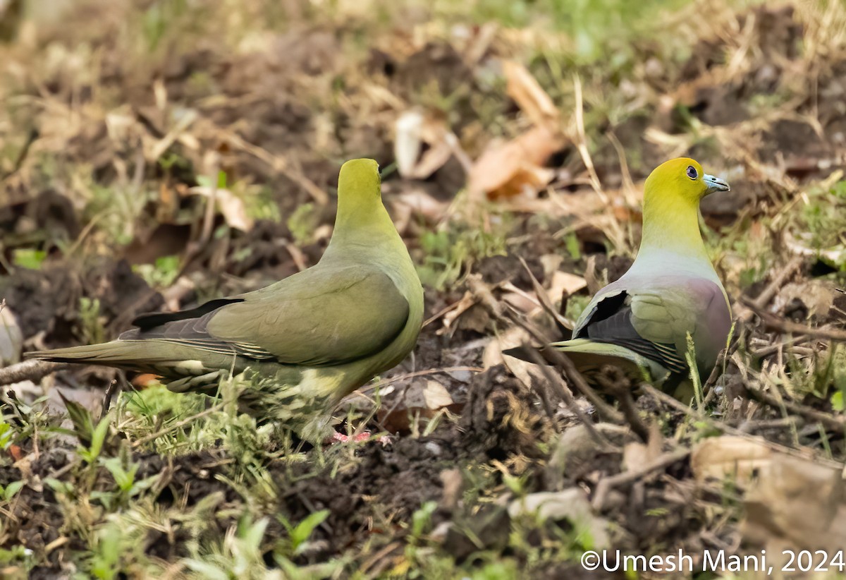 Wedge-tailed Green-Pigeon - ML620110556