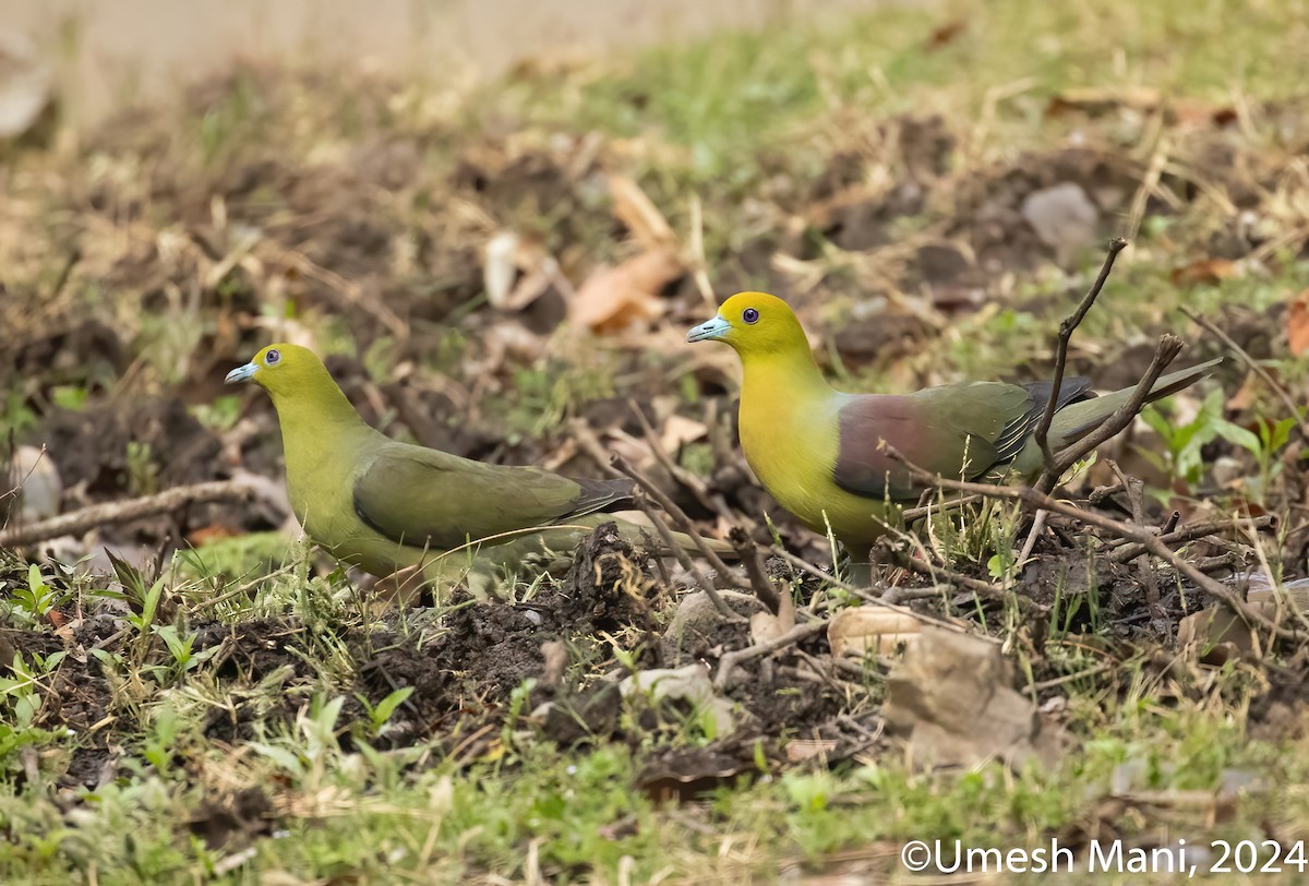 Wedge-tailed Green-Pigeon - ML620110557