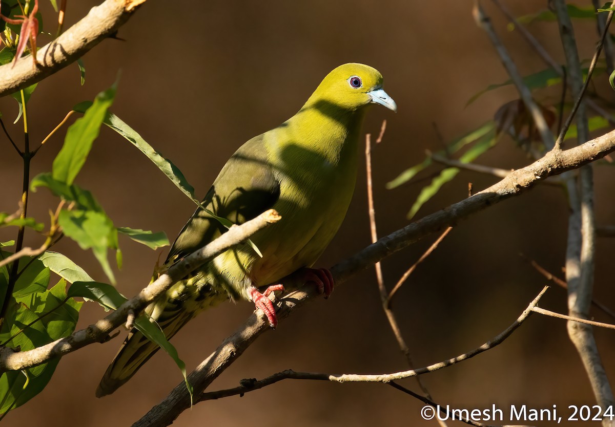 Wedge-tailed Green-Pigeon - ML620110559
