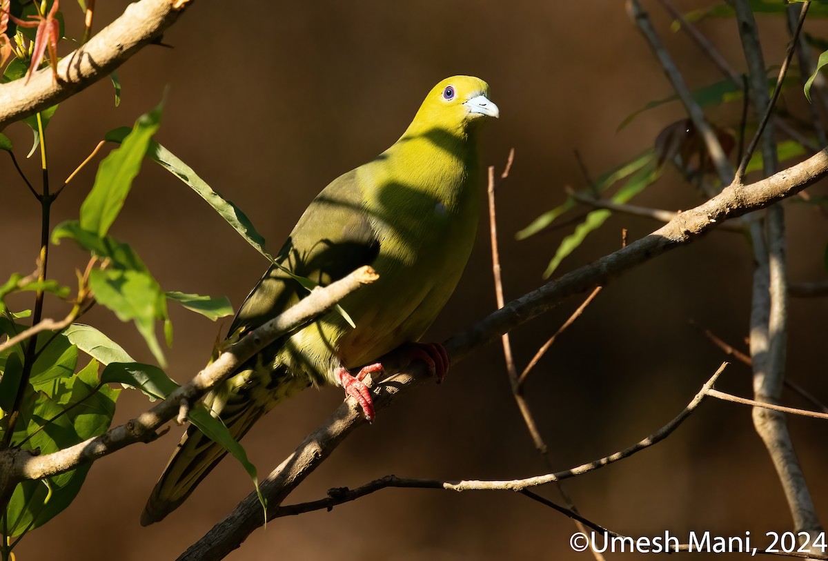 Wedge-tailed Green-Pigeon - ML620110560