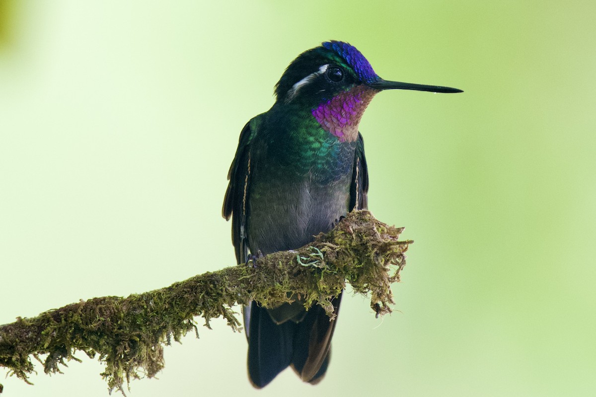 kolibřík fialovohrdlý - ML620110562