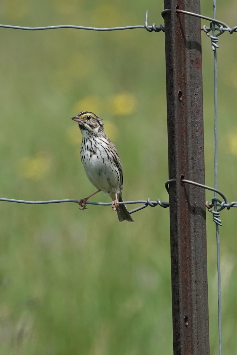 Savannah Sparrow - ML620110592