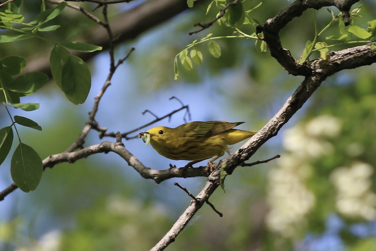 Yellow Warbler - ML620110593