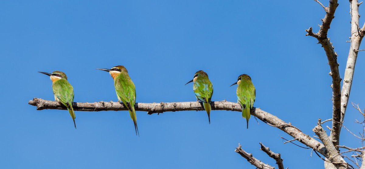 Madagascar Bee-eater - ML620110606