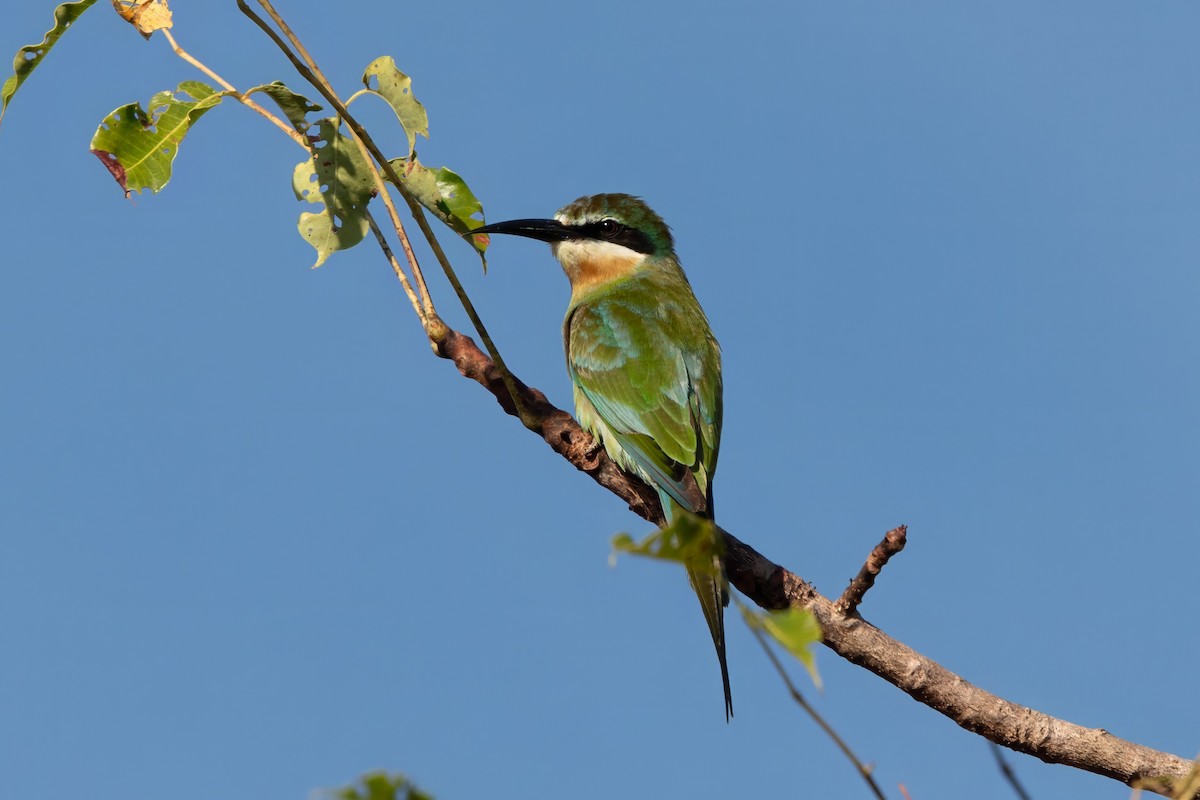 Madagascar Bee-eater - ML620110608