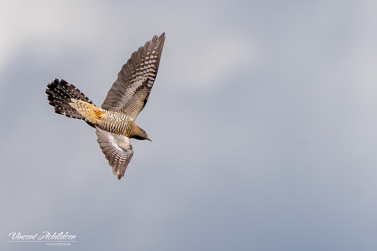 Common Cuckoo - ML620110609
