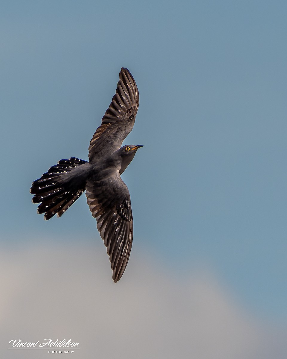 Common Cuckoo - ML620110610