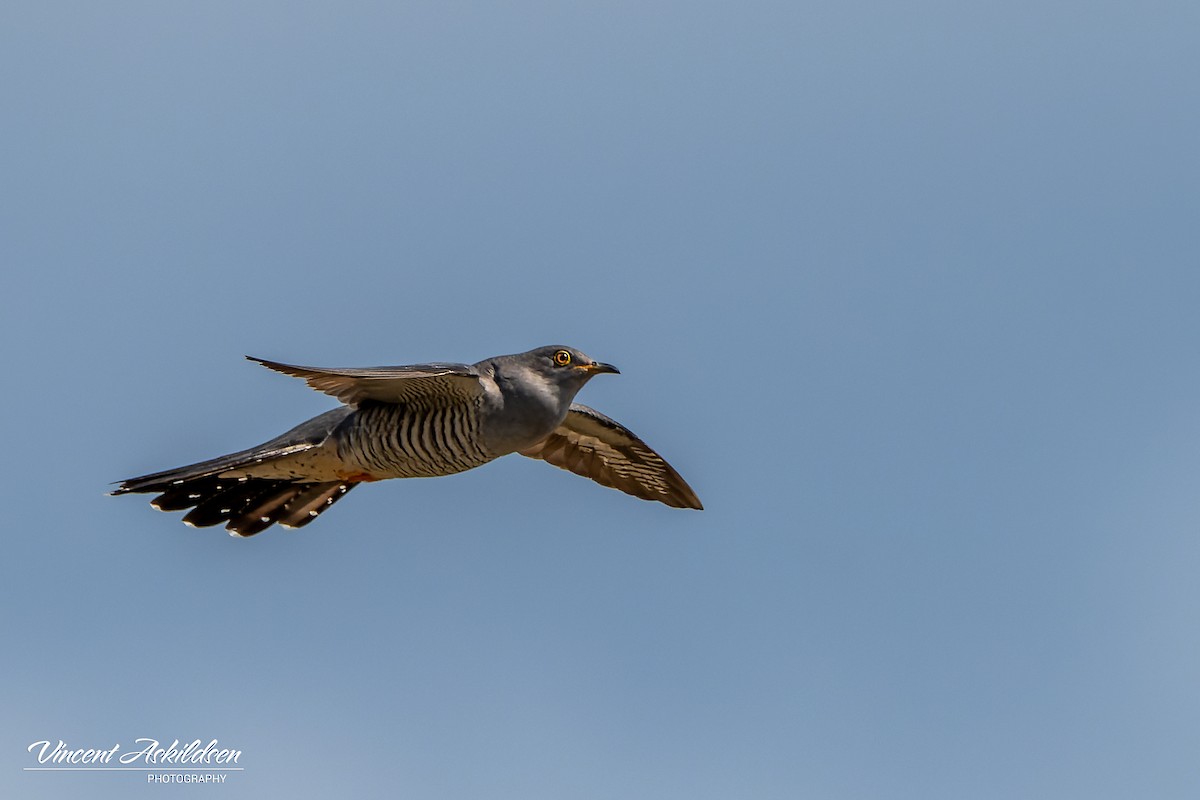 Common Cuckoo - ML620110611
