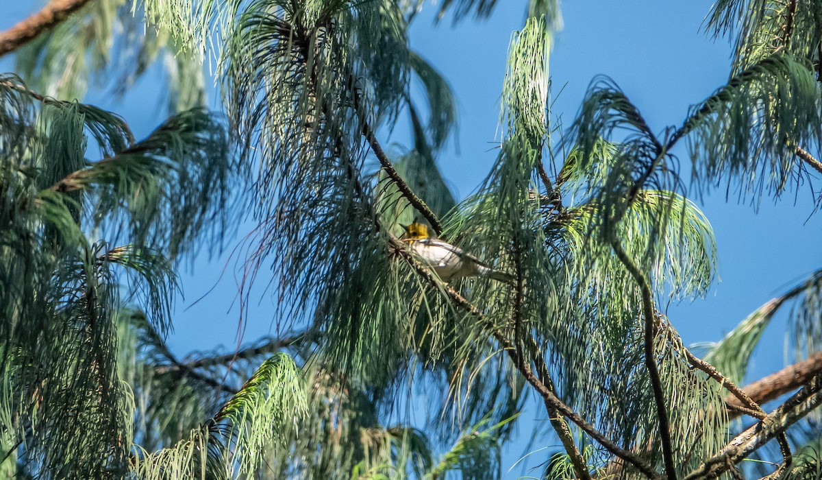 Hermit Warbler - ML620110621