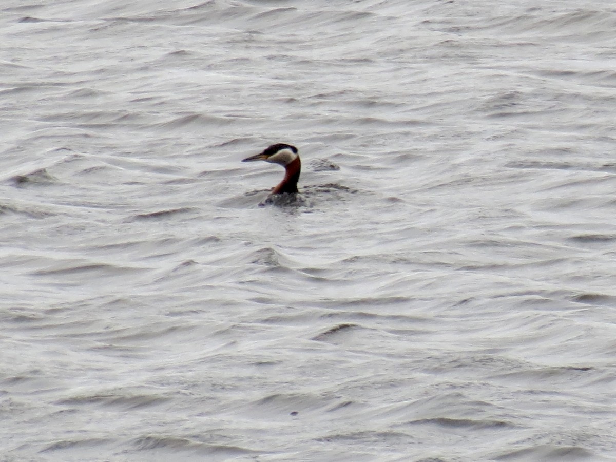 Red-necked Grebe - ML620110631