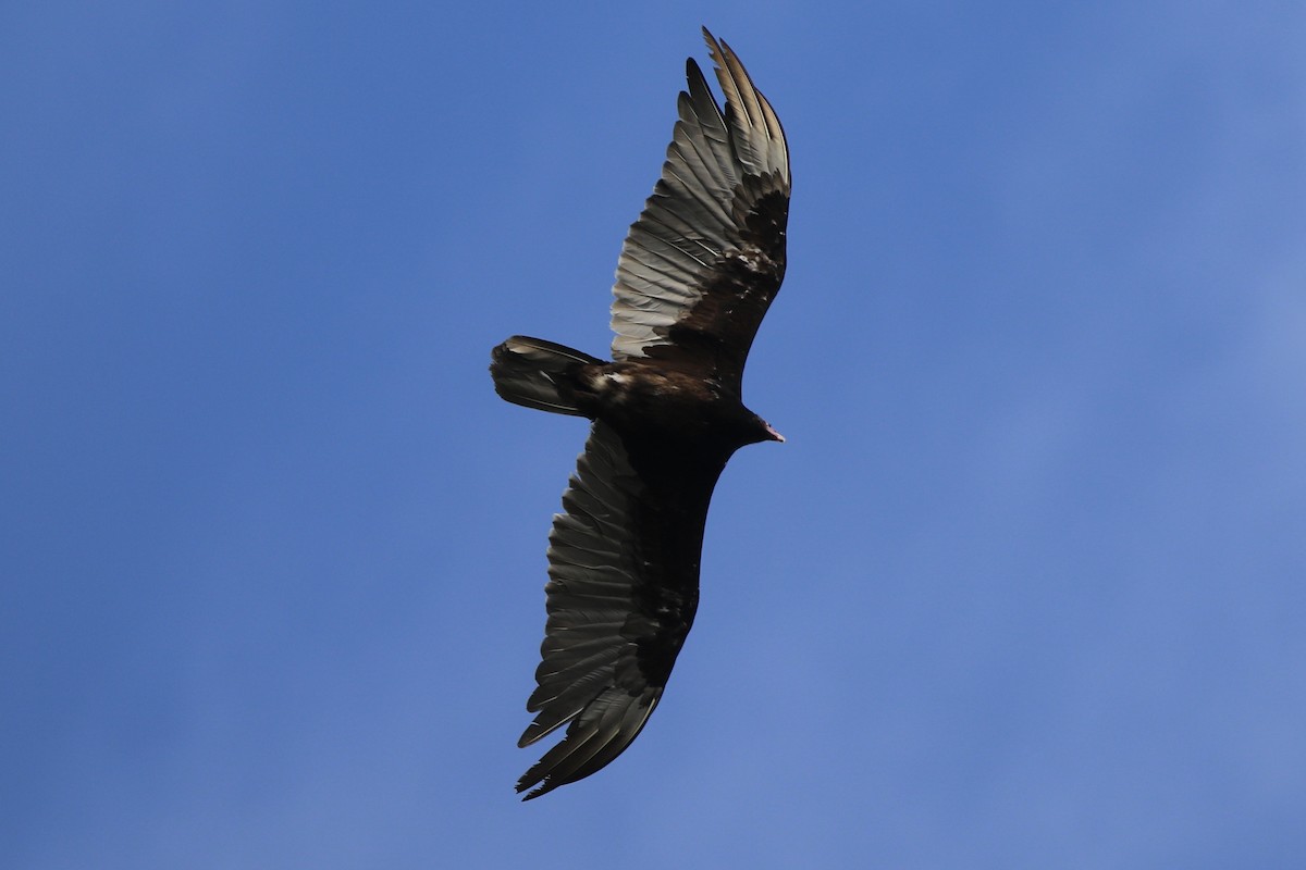 Turkey Vulture - ML620110632