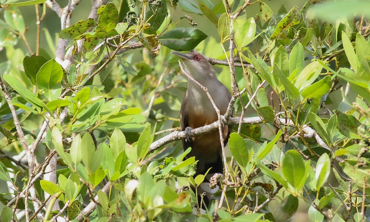 Puerto Rican Lizard-Cuckoo - ML620110636