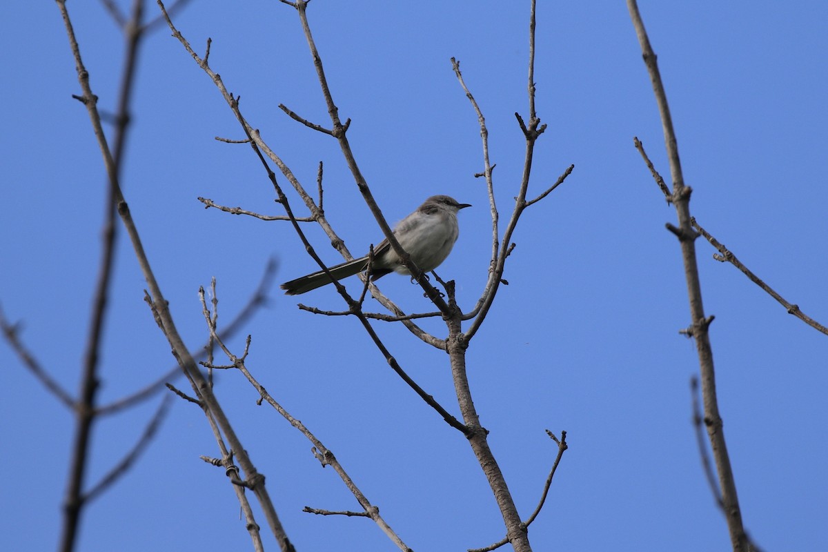 Northern Mockingbird - ML620110639