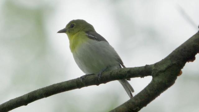 zelenáček žlutoprsý - ML620110655
