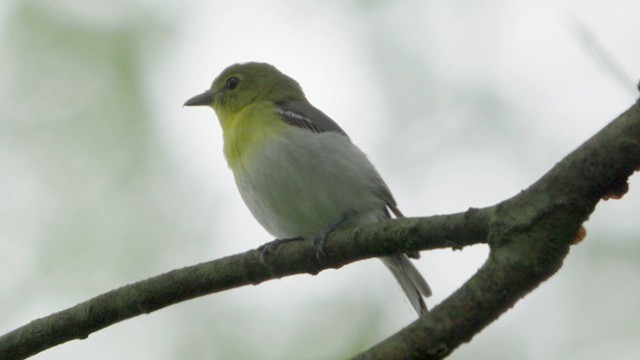 Vireo Gorjiamarillo - ML620110655