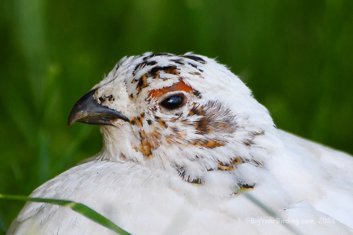 Willow Ptarmigan - ML620110657