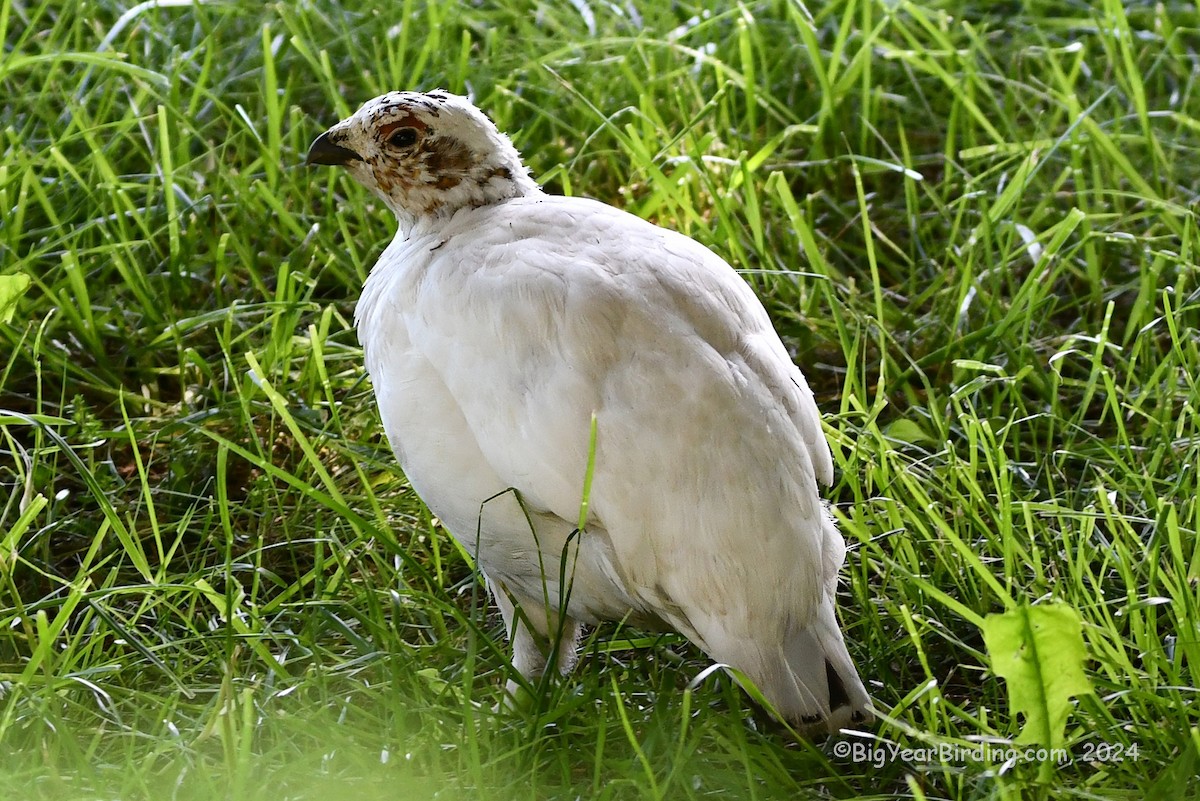 Willow Ptarmigan - ML620110658