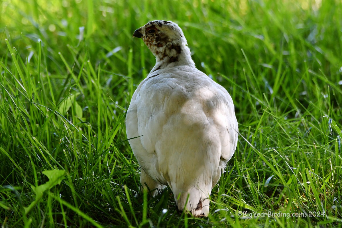 Willow Ptarmigan - ML620110660