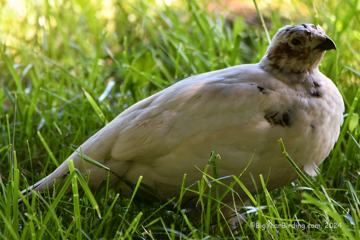 Willow Ptarmigan - Ethan Whitaker