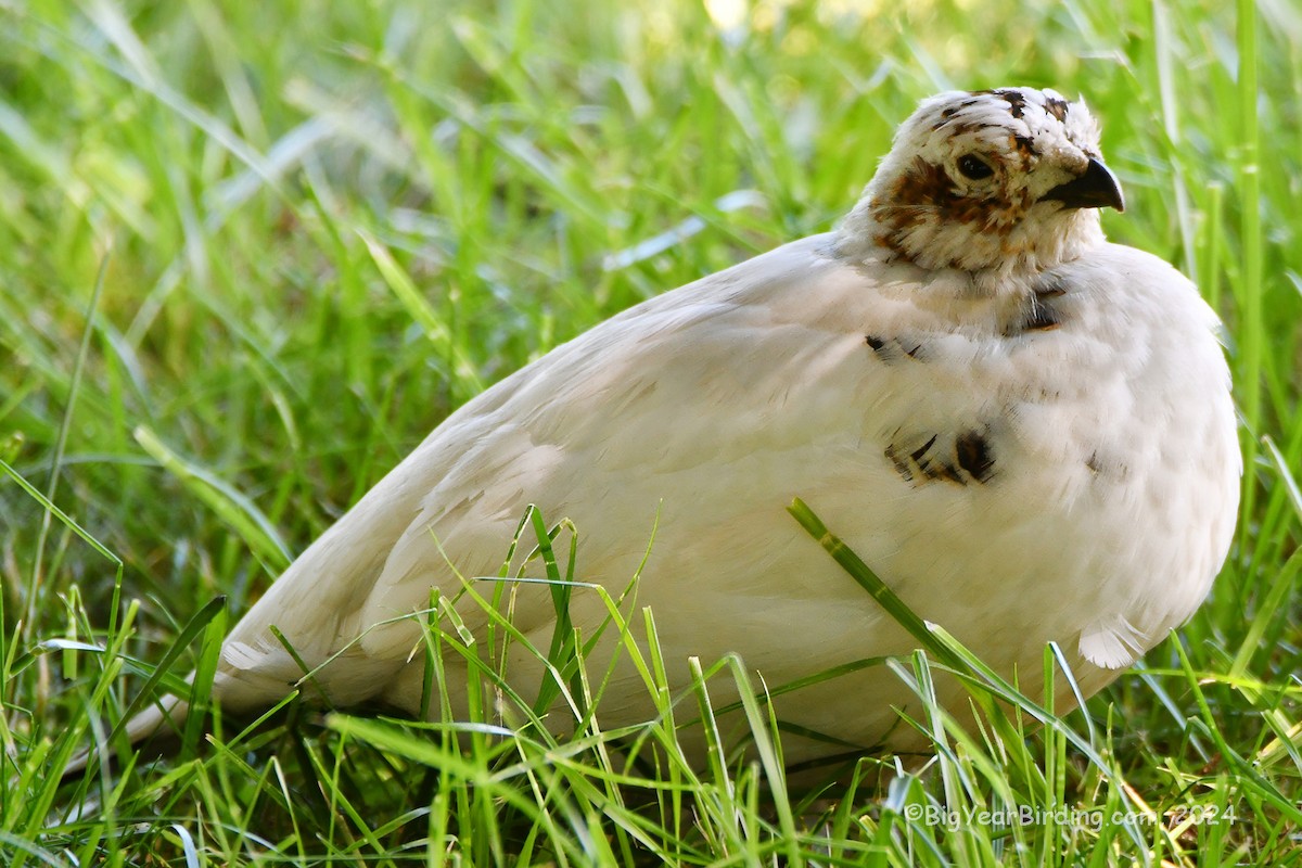 Willow Ptarmigan - ML620110663