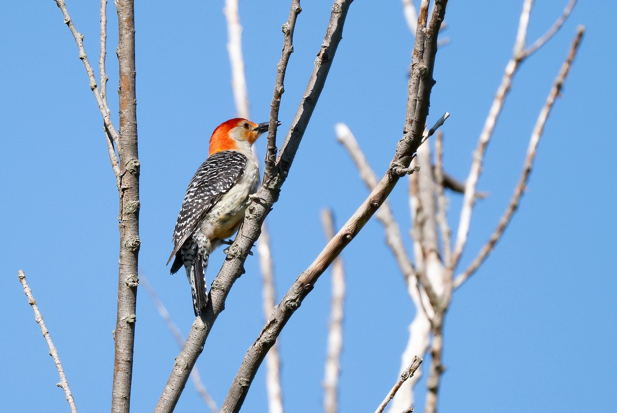 Red-bellied Woodpecker - ML620110675