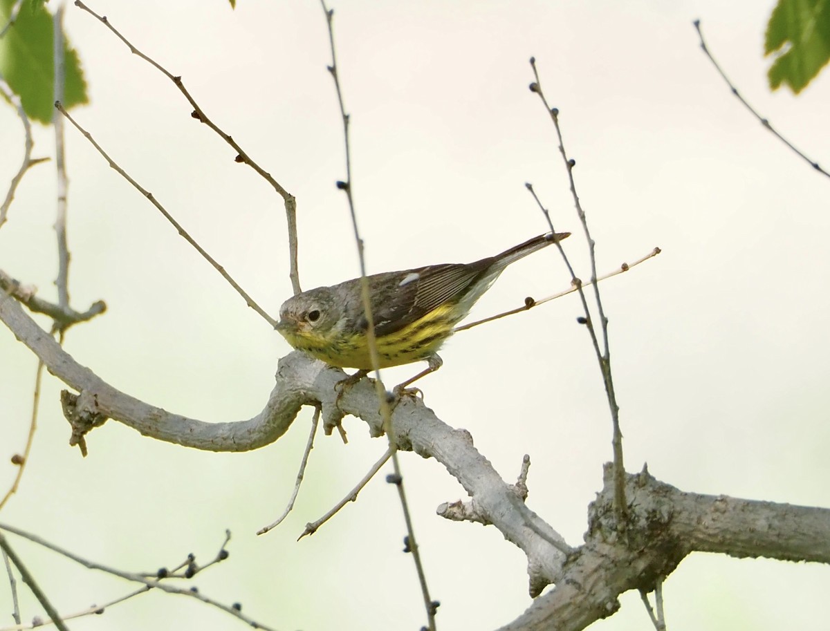 Magnolia Warbler - ML620110686