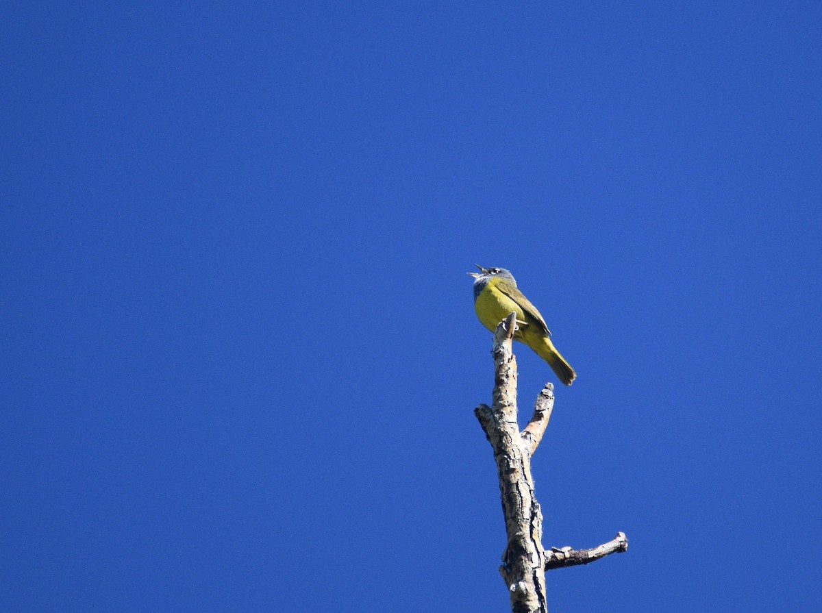 MacGillivray's Warbler - ML620110689