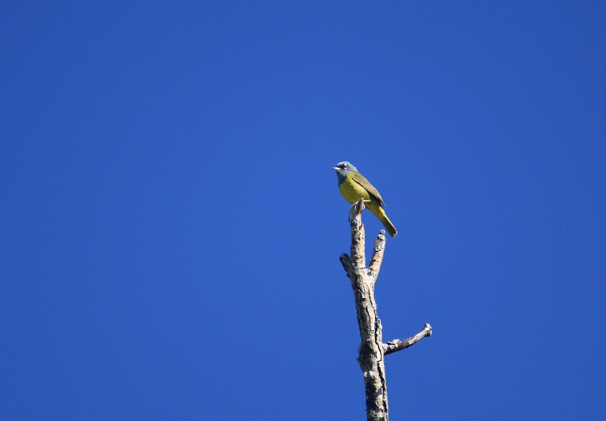 MacGillivray's Warbler - ML620110690