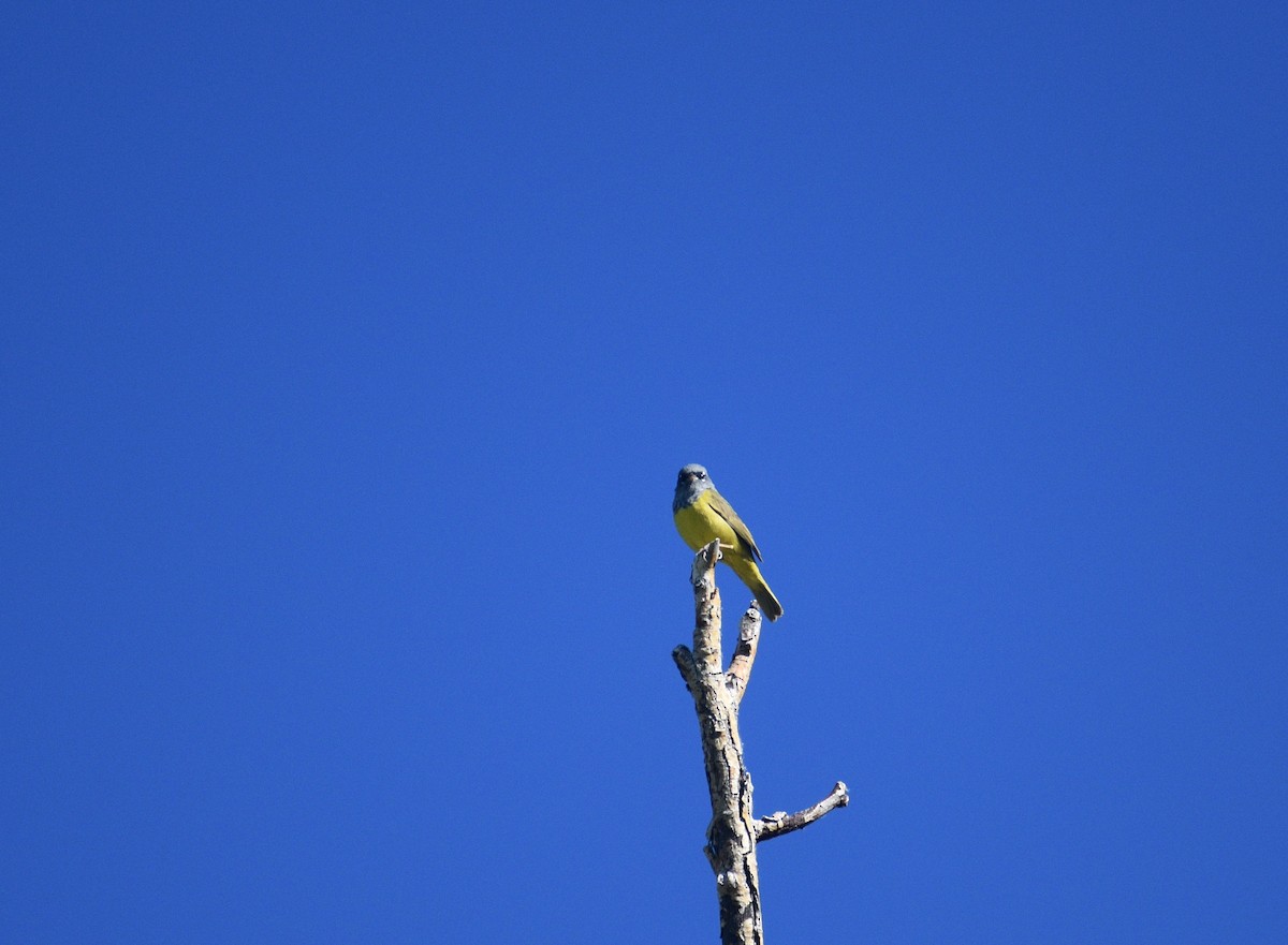 MacGillivray's Warbler - ML620110691