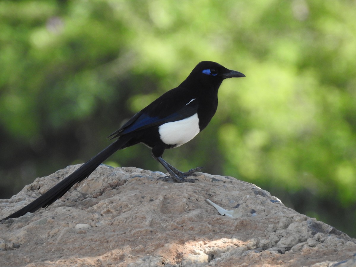 Maghreb Magpie - ML620110699