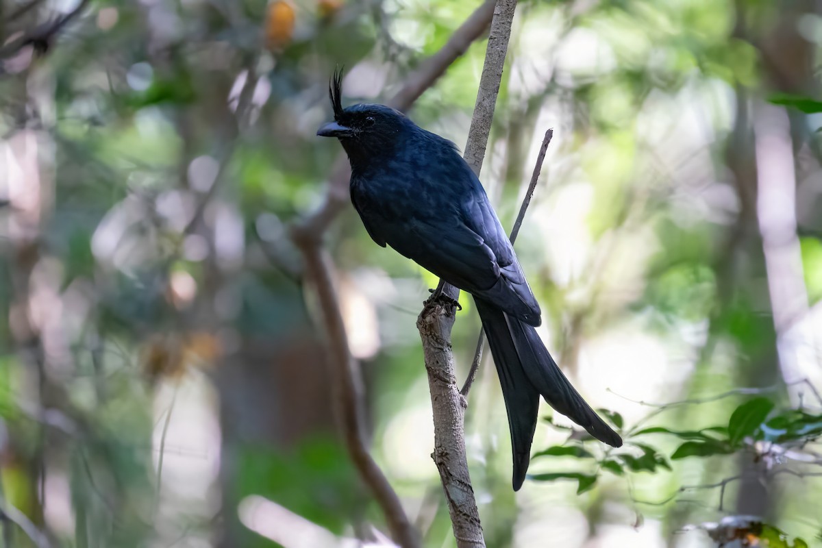 Crested Drongo - ML620110701