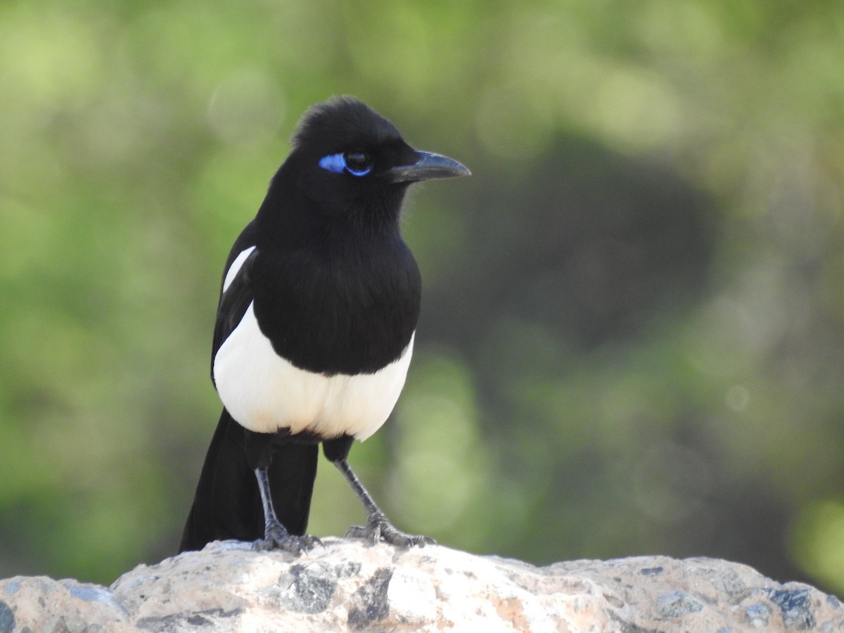 Maghreb Magpie - ML620110704