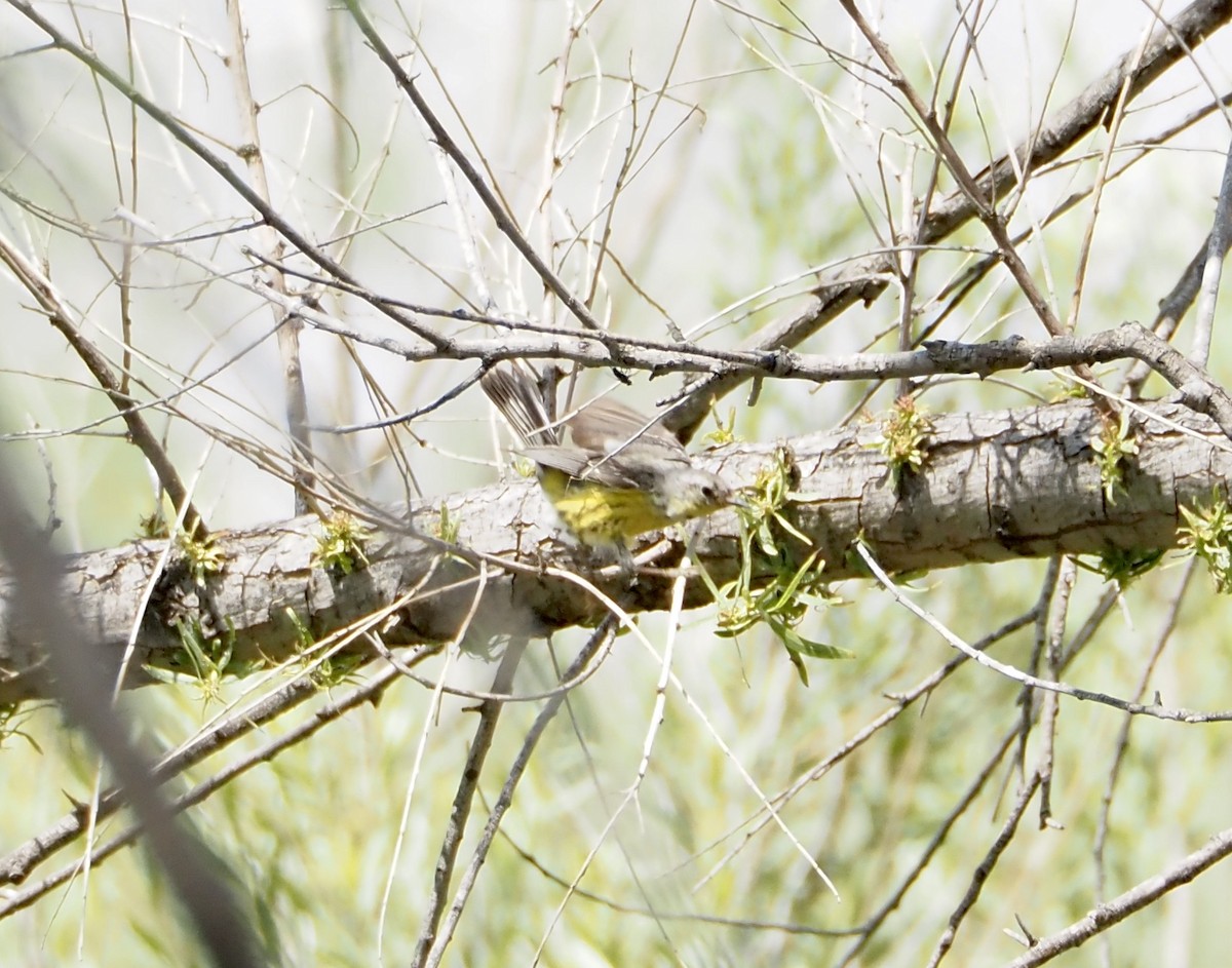 Magnolia Warbler - ML620110706