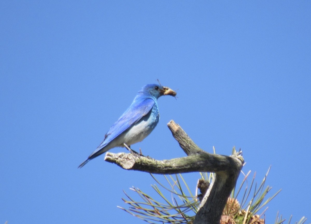 Mountain Bluebird - ML620110708
