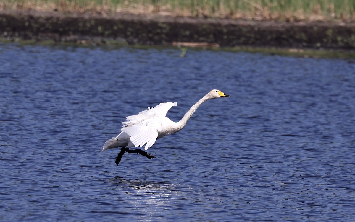 Whooper Swan - ML620110718