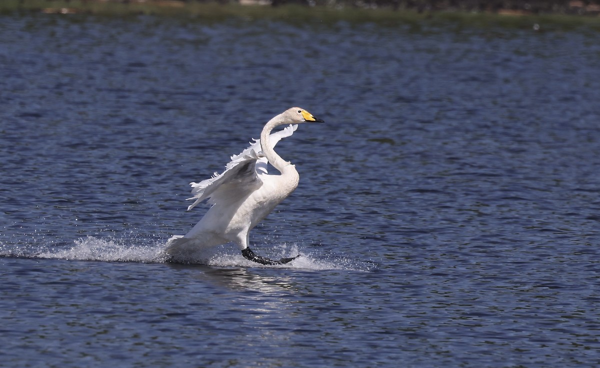 Whooper Swan - ML620110719