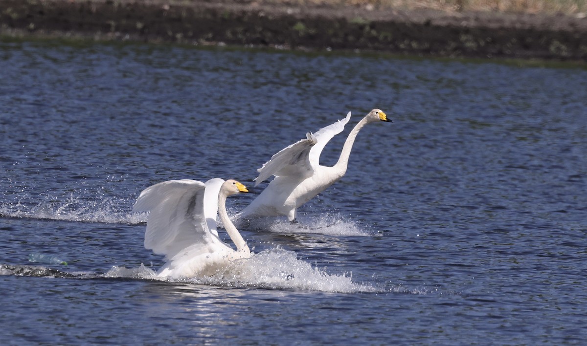 Whooper Swan - ML620110720