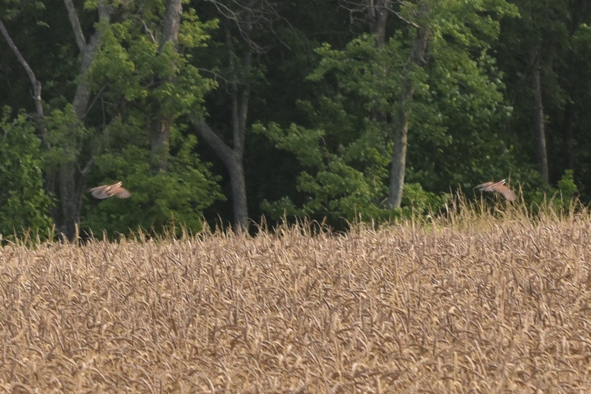 Northern Bobwhite - ML620110722