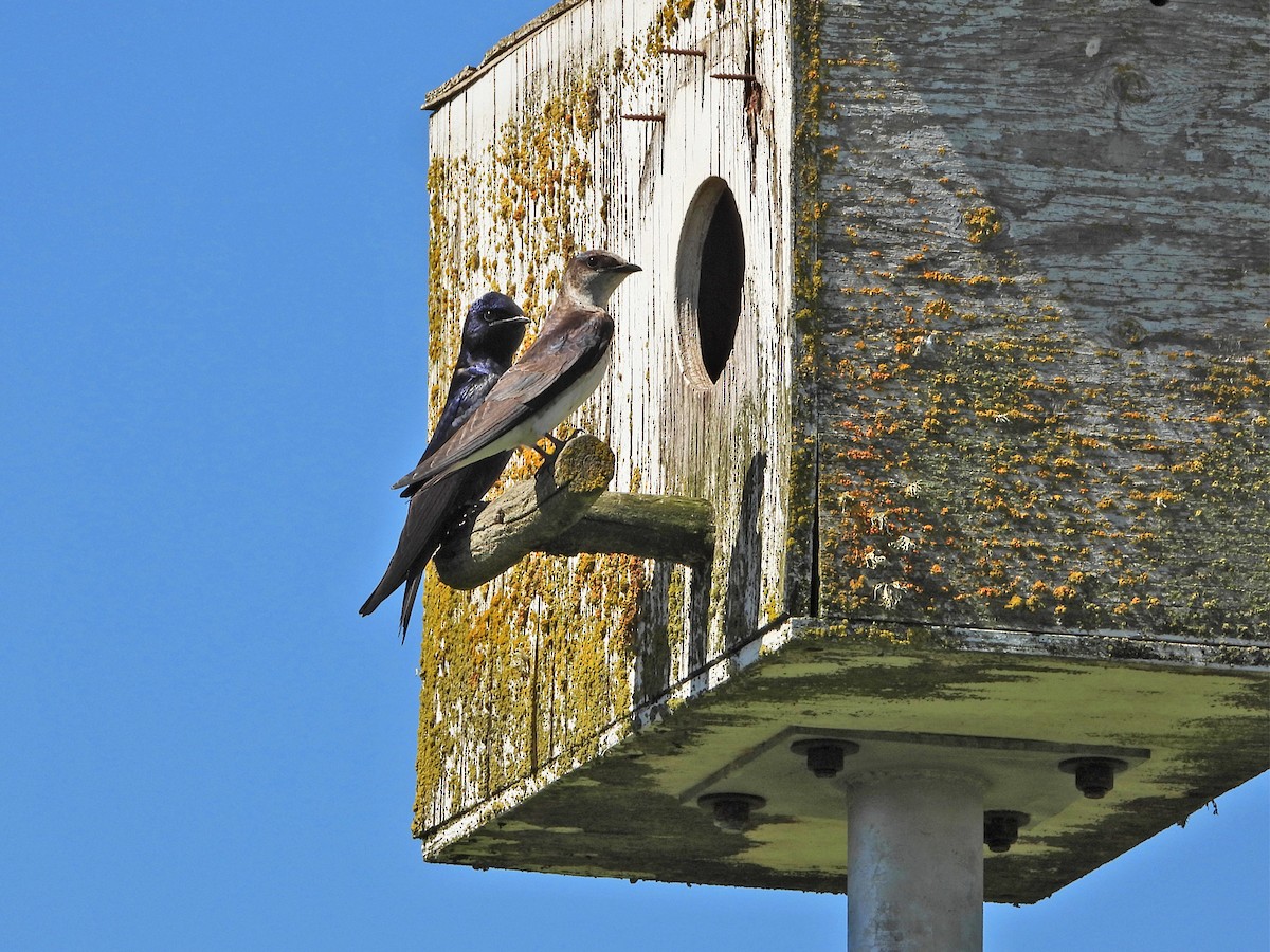 Purple Martin - ML620110735