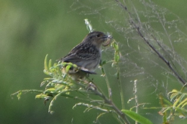 Grasshopper Sparrow - ML620110736