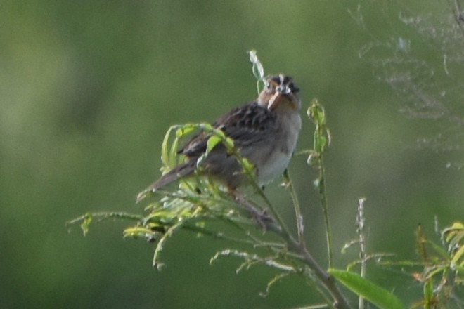 Grasshopper Sparrow - ML620110737