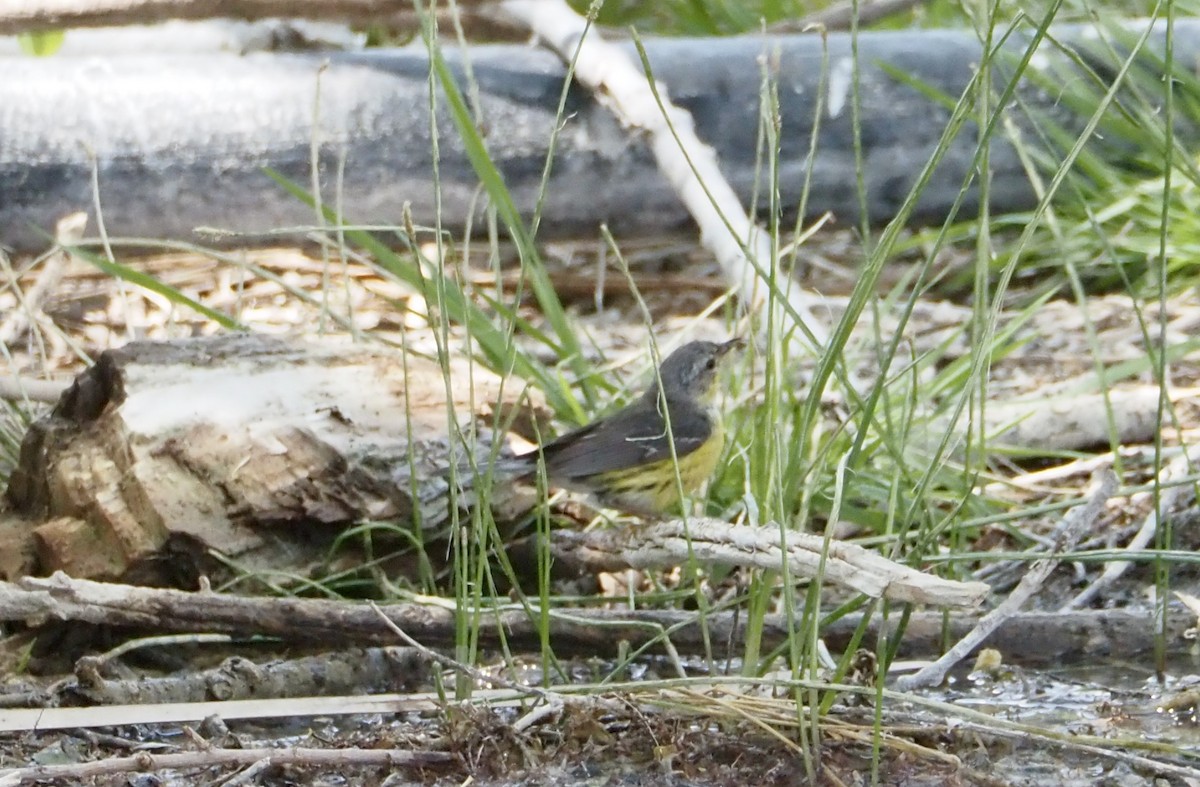 Magnolia Warbler - ML620110738