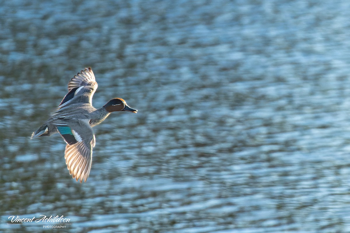 Green-winged Teal - ML620110752