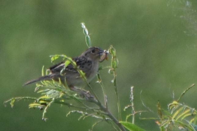 Grasshopper Sparrow - ML620110760