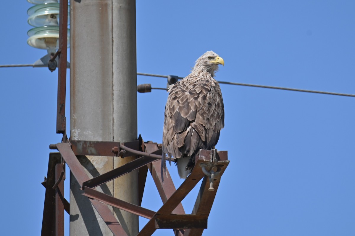 White-tailed Eagle - ML620110761