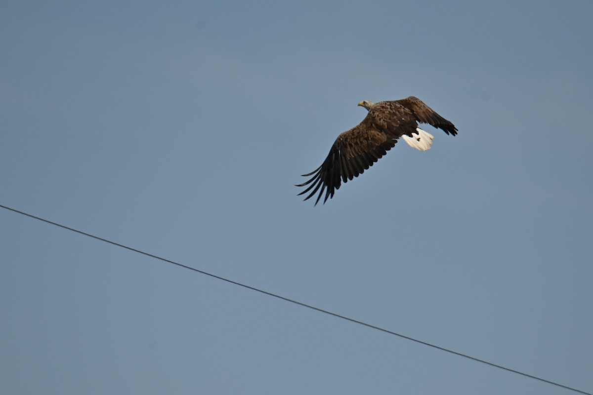 White-tailed Eagle - ML620110773