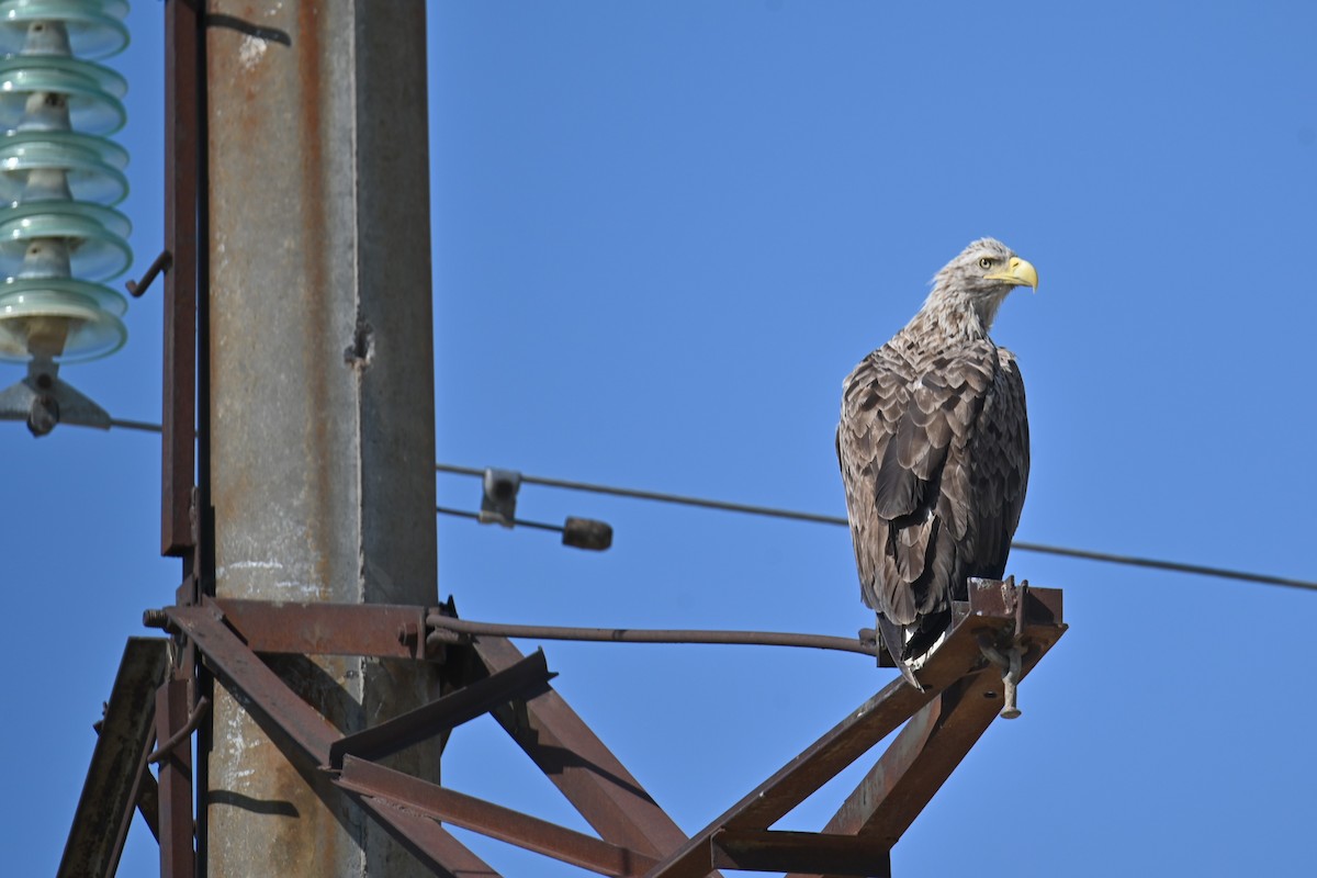 White-tailed Eagle - ML620110774