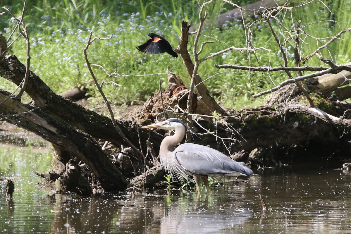 Great Blue Heron - ML620110779