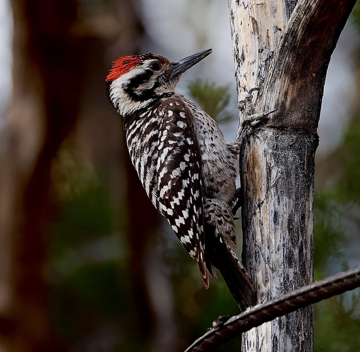 Ladder-backed Woodpecker - ML620110783